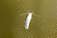 Elachista argentella