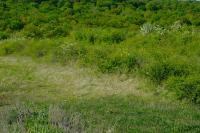 Argyrotaenia ljungiana