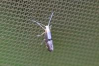 Argyresthia spinosella