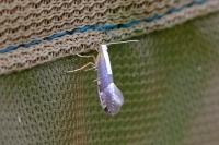 Argyresthia spinosella