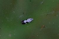 Ethmia quadrillella