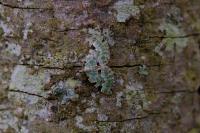 Colostygia pectinataria