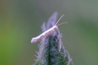 Plutella xylostella