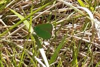 Callophrys rubi