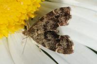 Anthophila fabriciana