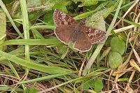 Erynnis tages