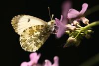 Anthocharis cardamines