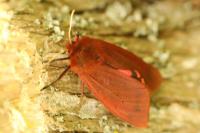 Phragmatobia fuliginosa