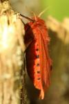 Phragmatobia fuliginosa