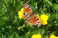 Aglais io