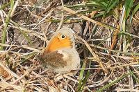 Coenonympha pamphilus
