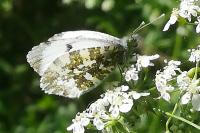 Anthocharis cardamines