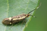 Esperia sulphurella