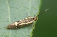 Esperia sulphurella