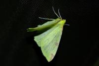 Opisthograptis luteolata