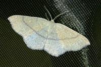 Cyclophora ruficiliaria