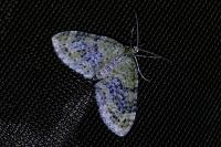 Acasis viretata