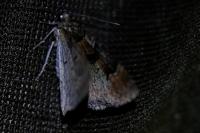 Catarhoe rubidata