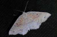 Cyclophora porata