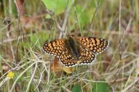 Melitaea cinxia