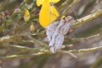 Aplocera efformata/plagiata