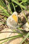 Coenonympha pamphilus