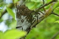 Malacosoma neustria