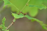 Erannis defoliaria