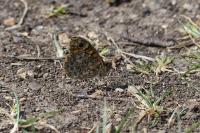Lasiommata megera