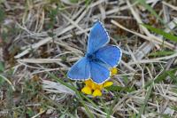 Lysandra bellargus