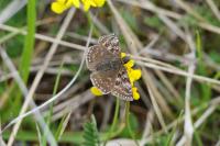 Erynnis tages