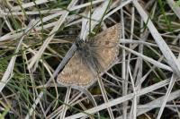Erynnis tages