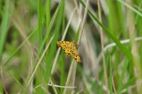 Pseudopanthera macularia