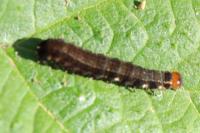 Eupsilia transversa
