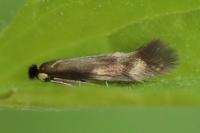 Bucculatrix nigricomella