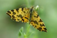 Pseudopanthera macularia