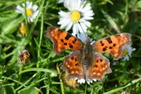 Polygonia c-album