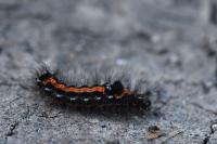 Sphrageidus similis
