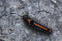 Sphrageidus similis