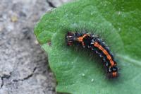 Sphrageidus similis