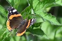 Vanessa atalanta