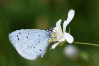 Celastrina argiolus