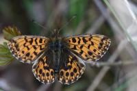 Boloria dia