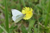 Pieris rapae
