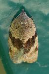 Syndemis musculana