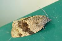 Syndemis musculana