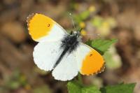 Anthocharis cardamines