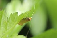 Nematopogon adansoniella