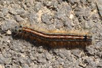 Malacosoma neustria