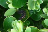 Manulea complana